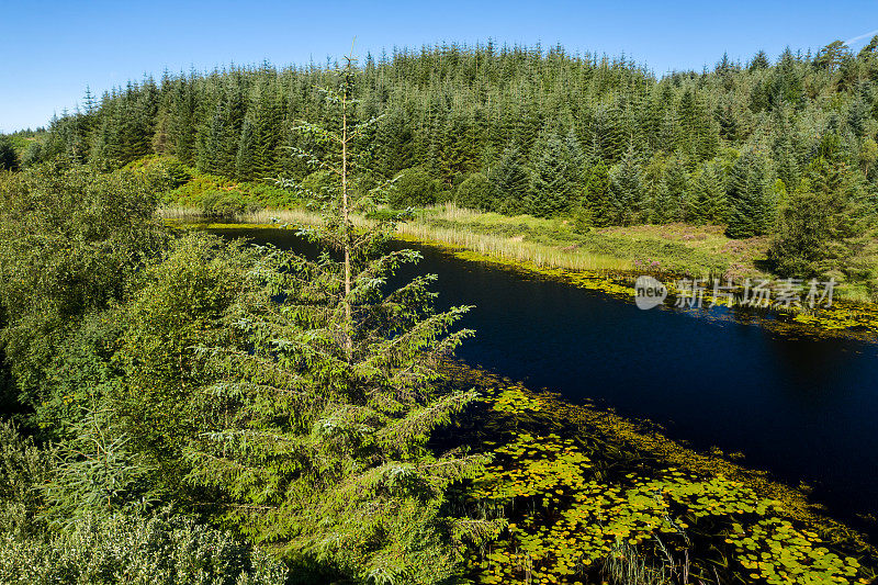 High angle view of part of a small Scottish loch and pine forest in rural Dumfries and Galloway, south west Scotland